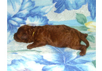 �ԍ��F19003�@�v�[�h���E�g�C�@���b�h�@�I�X�@9/3��