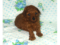 �ԍ��F19003�@�v�[�h���E�g�C�@���b�h�@�I�X�@9/3��