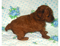 �ԍ��F19003�@�v�[�h���E�g�C�@���b�h�@�I�X�@9/3��