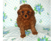 �ԍ��F19003�@�v�[�h���E�g�C�@���b�h�@�I�X�@9/3��