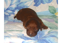 �ԍ��F19004�@�v�[�h���E�g�C�@���b�h�@���X�@9/3��