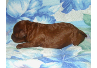 �ԍ��F19004�@�v�[�h���E�g�C�@���b�h�@���X�@9/3��