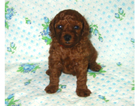 �ԍ��F19004�@�v�[�h���E�g�C�@���b�h�@���X�@9/3��