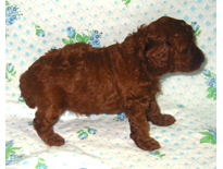 �ԍ��F19004�@�v�[�h���E�g�C�@���b�h�@���X�@9/3��