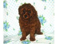 �ԍ��F19004�@�v�[�h���E�g�C�@���b�h�@���X�@9/3��