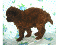 �ԍ��F19001�@�v�[�h���E�g�C�@���b�h�@�I�X�@9/3��