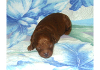 �ԍ��F19005�@�v�[�h���E�g�C�@���b�h�@���X�@9/3��