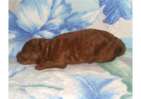 �ԍ��F19005�@�v�[�h���E�g�C�@���b�h�@���X�@9/3��