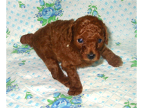 �ԍ��F19005�@�v�[�h���E�g�C�@���b�h�@���X�@9/3��