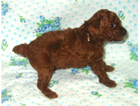 �ԍ��F19005�@�v�[�h���E�g�C�@���b�h�@���X�@9/3��