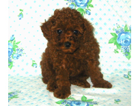 �ԍ��F19005�@�v�[�h���E�g�C�@���b�h�@���X�@9/3��