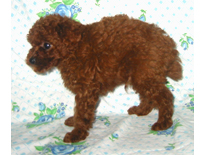 �ԍ��F19001�@�v�[�h���E�g�C�@���b�h�@�I�X�@9/3��