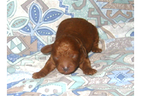 �ԍ��F19006�@�v�[�h���E�g�C�@���b�h�@�I�X�@11/16��