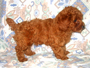 �ԍ��F19006�@�v�[�h���E�g�C�@���b�h�@�I�X�@11/16��