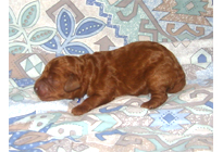 �ԍ��F19006�@�v�[�h���E�g�C�@���b�h�@�I�X�@11/16��