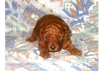 �ԍ��F19006�@�v�[�h���E�g�C�@���b�h�@�I�X�@11/16��