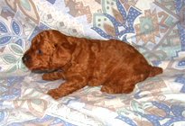 �ԍ��F19006�@�v�[�h���E�g�C�@���b�h�@�I�X�@11/16��