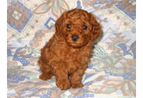 �ԍ��F19006�@�v�[�h���E�g�C�@���b�h�@�I�X�@11/16��