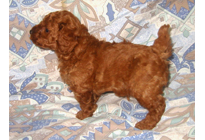 �ԍ��F19006�@�v�[�h���E�g�C�@���b�h�@�I�X�@11/16��