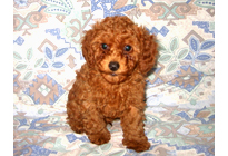 �ԍ��F19006�@�v�[�h���E�g�C�@���b�h�@�I�X�@11/16��