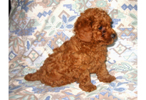 �ԍ��F19006�@�v�[�h���E�g�C�@���b�h�@�I�X�@11/16��