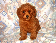 �ԍ��F19006�@�v�[�h���E�g�C�@���b�h�@�I�X�@11/16��