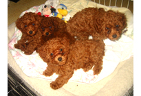 �v�[�h���E�g�C�@���b�h�@11/16���@�q���B