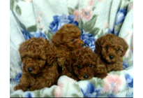 �v�[�h���E�g�C�@���b�h�@11/16���@�q���B