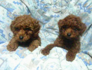 �v�[�h���E�g�C�@���b�h�@11/16���@�q���B