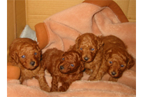 �v�[�h���E�g�C�@���b�h�@11/16���@�q���B