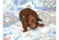 �ԍ��F19007�@�v�[�h���E�g�C�@���b�h�@�I�X�@11/16��