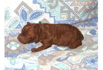 �ԍ��F19007�@�v�[�h���E�g�C�@���b�h�@�I�X�@11/16��