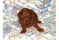 �ԍ��F19007�@�v�[�h���E�g�C�@���b�h�@�I�X�@11/16��