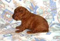 �ԍ��F19007�@�v�[�h���E�g�C�@���b�h�@�I�X�@11/16��