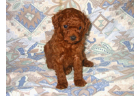 �ԍ��F19007�@�v�[�h���E�g�C�@���b�h�@�I�X�@11/16��