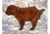 �ԍ��F19007�@�v�[�h���E�g�C�@���b�h�@�I�X�@11/16��