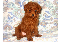 �ԍ��F19007�@�v�[�h���E�g�C�@���b�h�@�I�X�@11/16��