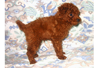 �ԍ��F19007�@�v�[�h���E�g�C�@���b�h�@�I�X�@11/16��