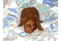 �ԍ��F19008�@�v�[�h���E�g�C�@���b�h�@���X�@11/16��