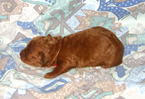 �ԍ��F19008�@�v�[�h���E�g�C�@���b�h�@���X�@11/16��