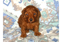 �ԍ��F19008�@�v�[�h���E�g�C�@���b�h�@���X�@11/16��