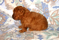 �ԍ��F19008�@�v�[�h���E�g�C�@���b�h�@���X�@11/16��