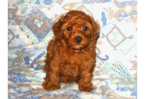 �ԍ��F19008�@�v�[�h���E�g�C�@���b�h�@���X�@11/16��