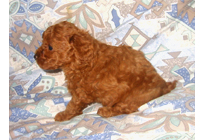 �ԍ��F19008�@�v�[�h���E�g�C�@���b�h�@���X�@11/16��