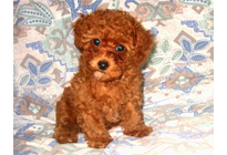 �ԍ��F19008�@�v�[�h���E�g�C�@���b�h�@���X�@11/16��