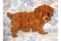 �ԍ��F19008�@�v�[�h���E�g�C�@���b�h�@���X�@11/16��