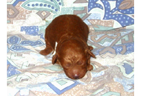 �ԍ��F19009�@�v�[�h���E�g�C�@���b�h�@���X�@11/16��