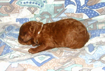 �ԍ��F19009�@�v�[�h���E�g�C�@���b�h�@���X�@11/16��