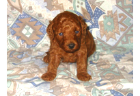 �ԍ��F19009�@�v�[�h���E�g�C�@���b�h�@���X�@11/16��