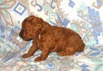 �ԍ��F19009�@�v�[�h���E�g�C�@���b�h�@���X�@11/16��